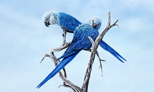 Vẹt Xanh Việt Nam Gallery 2
