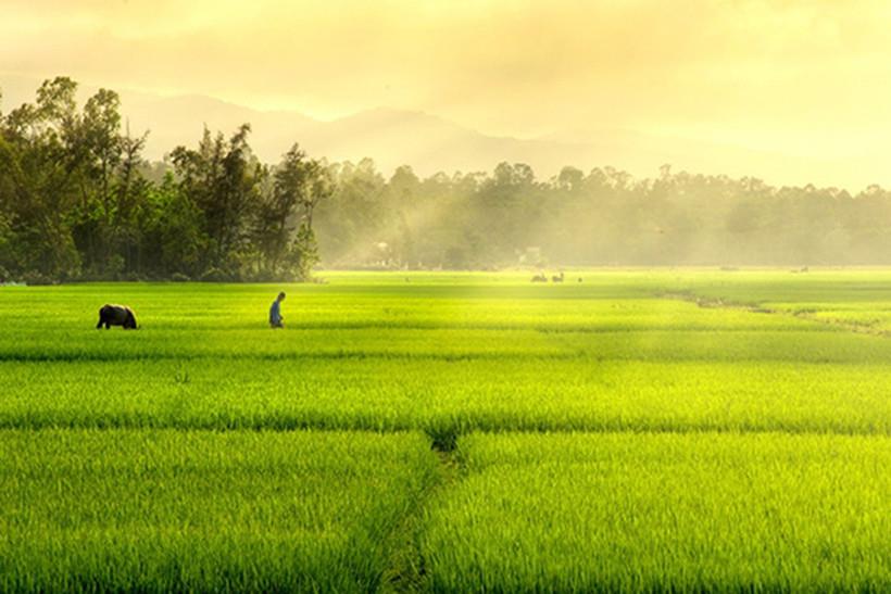 Em Theo Anh Qua Những Cánh Đồng Thơm Lúa Việt Nam Gallery 2