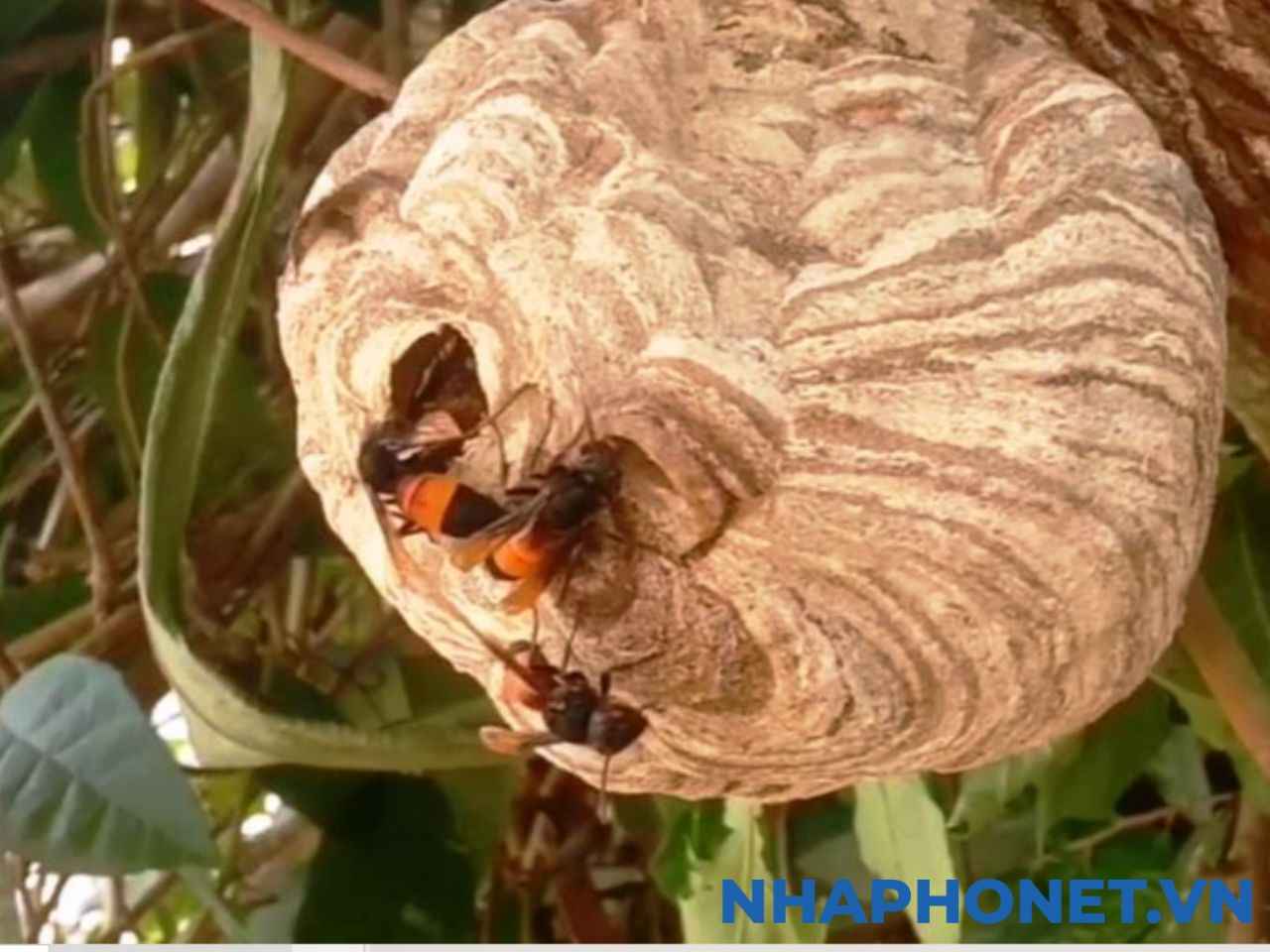 Tổ Ong Vò Vẽ Trong Nhà: Cách Phát Hiện, Phòng Tránh và Diệt Trừ An Toàn