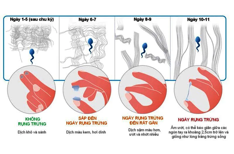 Làm sao biết trứng đã rụng hay chưa? Gallery 2