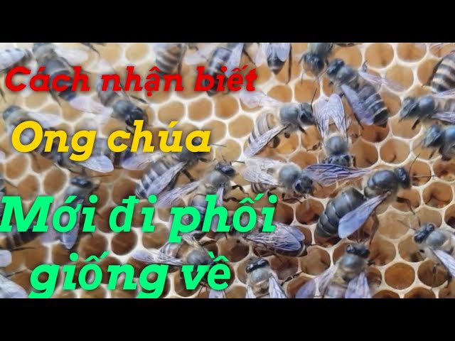 Ong Chúa Bao Nhiêu Ngày Thì Nở? Gallery 2