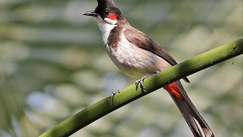 Tóm tắt Bài Con Chào Mào