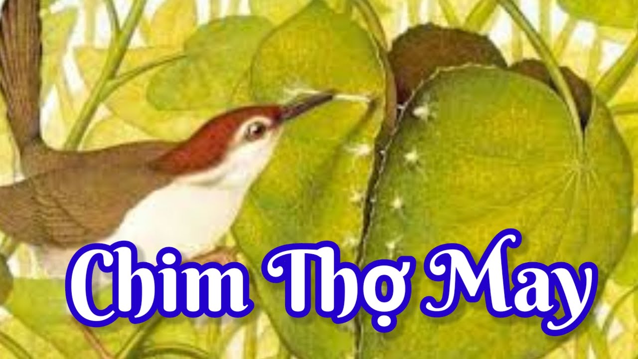 Truyện Chim Thợ May: Câu Chuyện Về Sự Khéo Léo Và Tham Lam Gallery 1