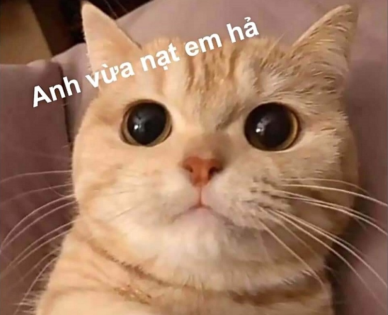 Meme Dễ Thương: Tổng Hợp Những Hình Ảnh, Video Đáng Yêu Nhất Gallery 2