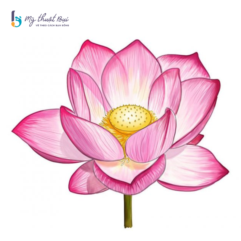 Hình Vẽ Bông Sen Gallery 1