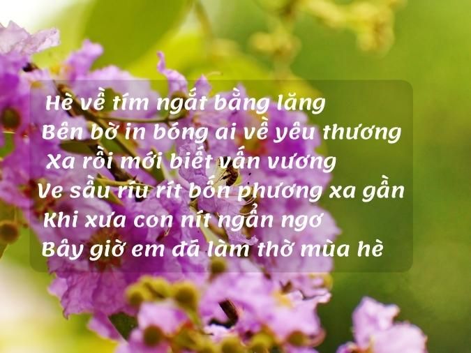 Thơ Bằng Lăng Tím Gallery 1