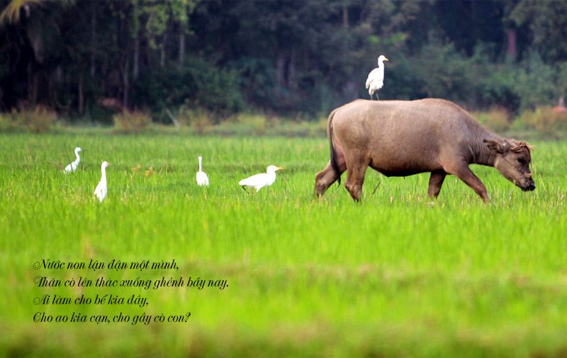 Những câu ca dao về con cò Gallery 1