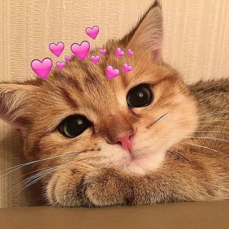 Hình Nền Meme Cute: Tổng Hợp Những Hình Ảnh Đáng Yêu Nhất Gallery 2