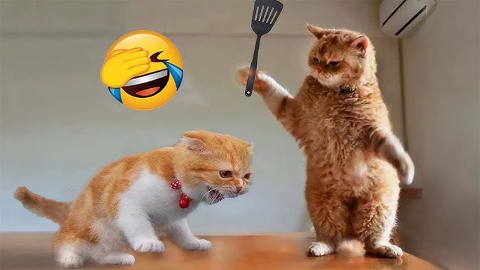Những Hình Ảnh Và Video Mèo Funny Siêu Đáng Yêu Gallery 1