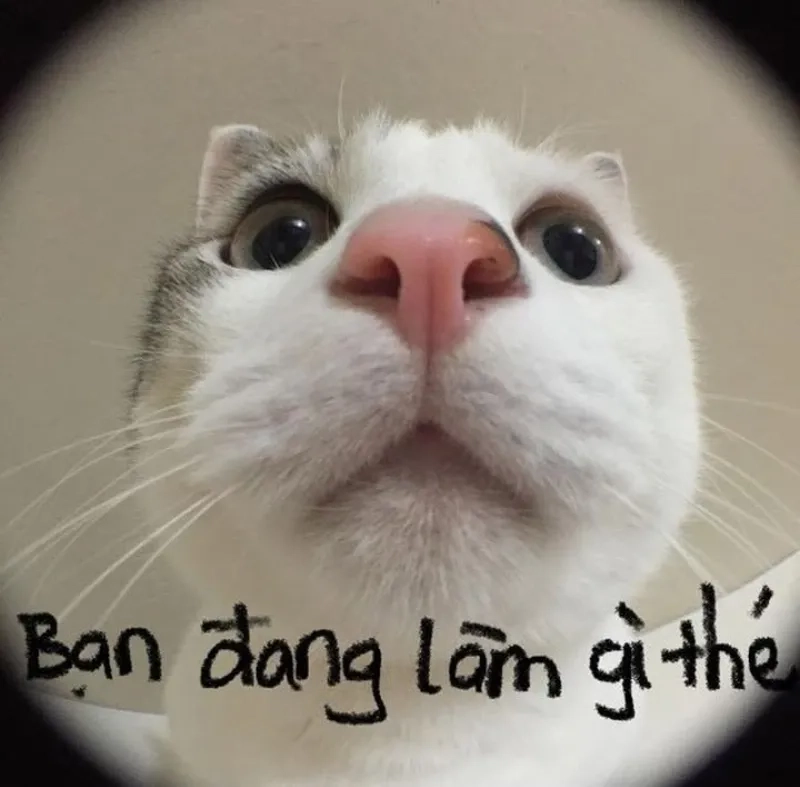 Meme Hài Hước Nhất Quả Đất: Cười Ngất Ngây Với Những Hình Ảnh Bá Đạo Gallery 1