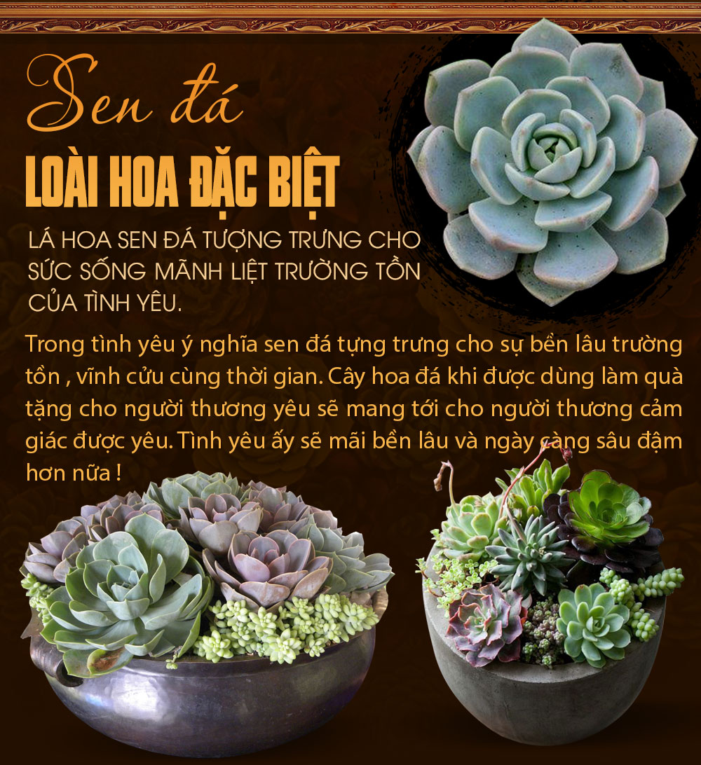 STT về Sen Đá Hay và Ý Nghĩa Gallery 1