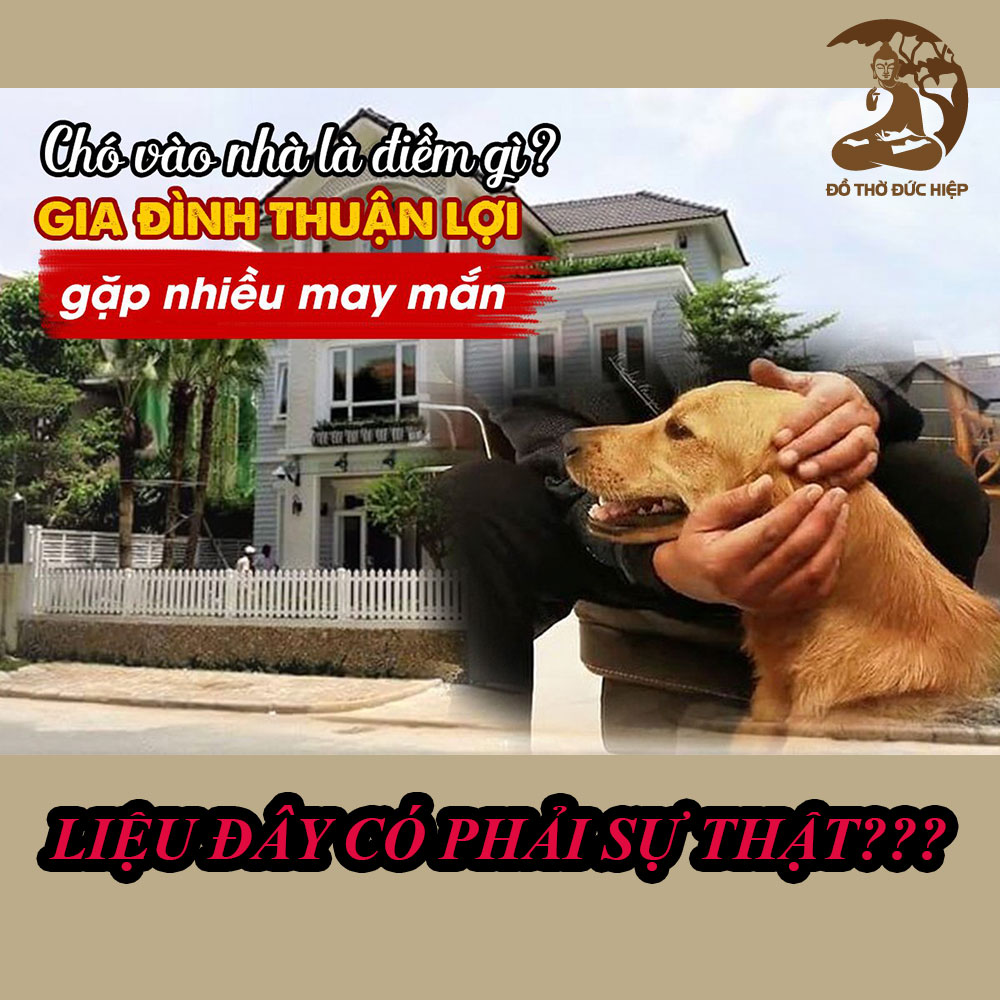 Chó vào nhà thì sang: Sự thật đằng sau quan niệm dân gian Gallery 2