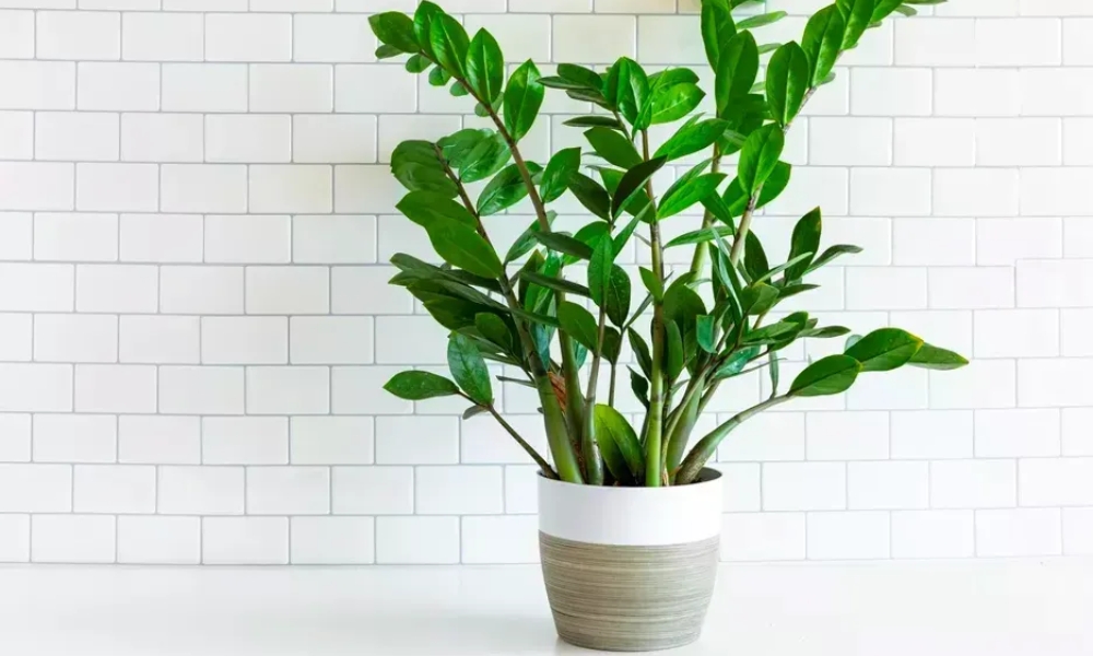 Top 20 Cây Trồng Trong Nhà Đẹp, Dễ Chăm Sóc Và Mang Lại May Mắn Gallery 1