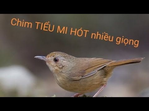 Tiểu Mi Hót Hay: Tổng Hợp Những Ca Khúc Hay Nhất Gallery 1