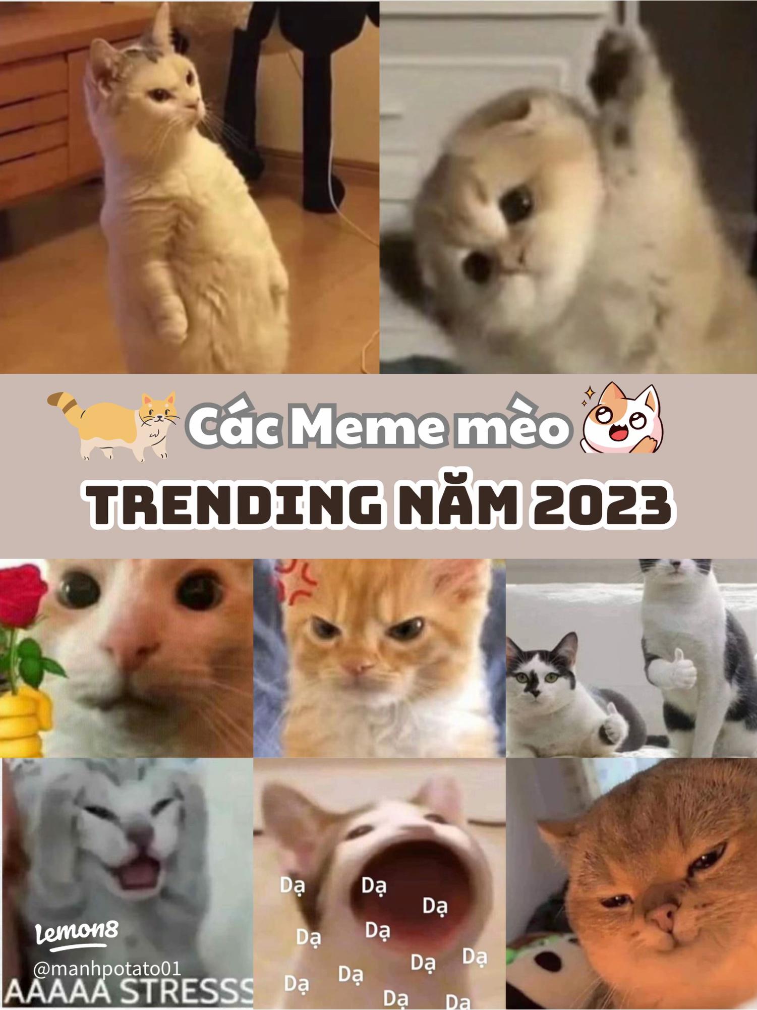 Những Meme Mèo Hài Hước Nhất Mạng Xã Hội Gallery 1