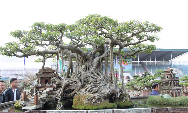Cây Cảnh Đẹp Nhất Gallery 1