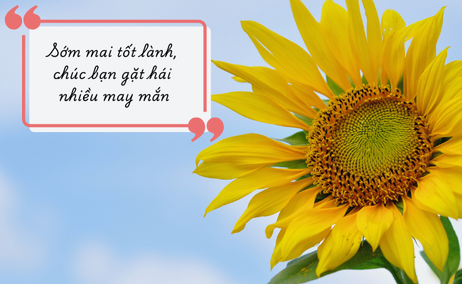 Tốt lành, May mắn, Hài hước, Hiểu rõ ràng, Ổn thỏa, Bình an Gallery 1
