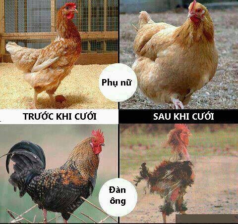Tốt Mái Hại Trống Là Gì?