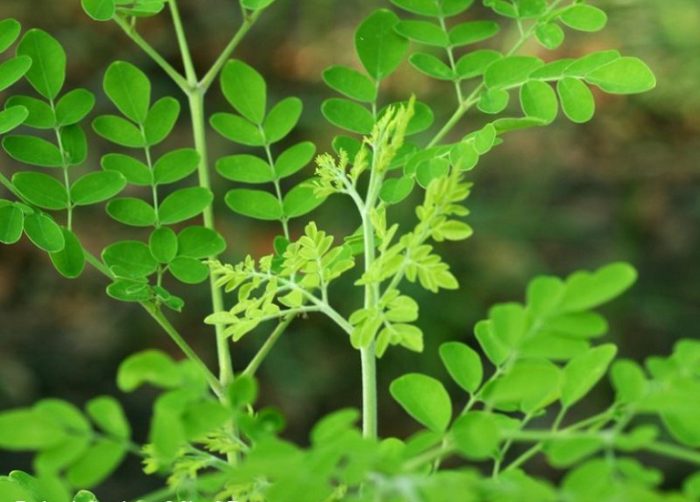 Trà Chùm Ngây Có Tác Dụng Gì?