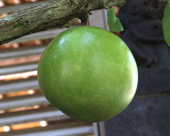 Trái Bòng Là Trái Gì?