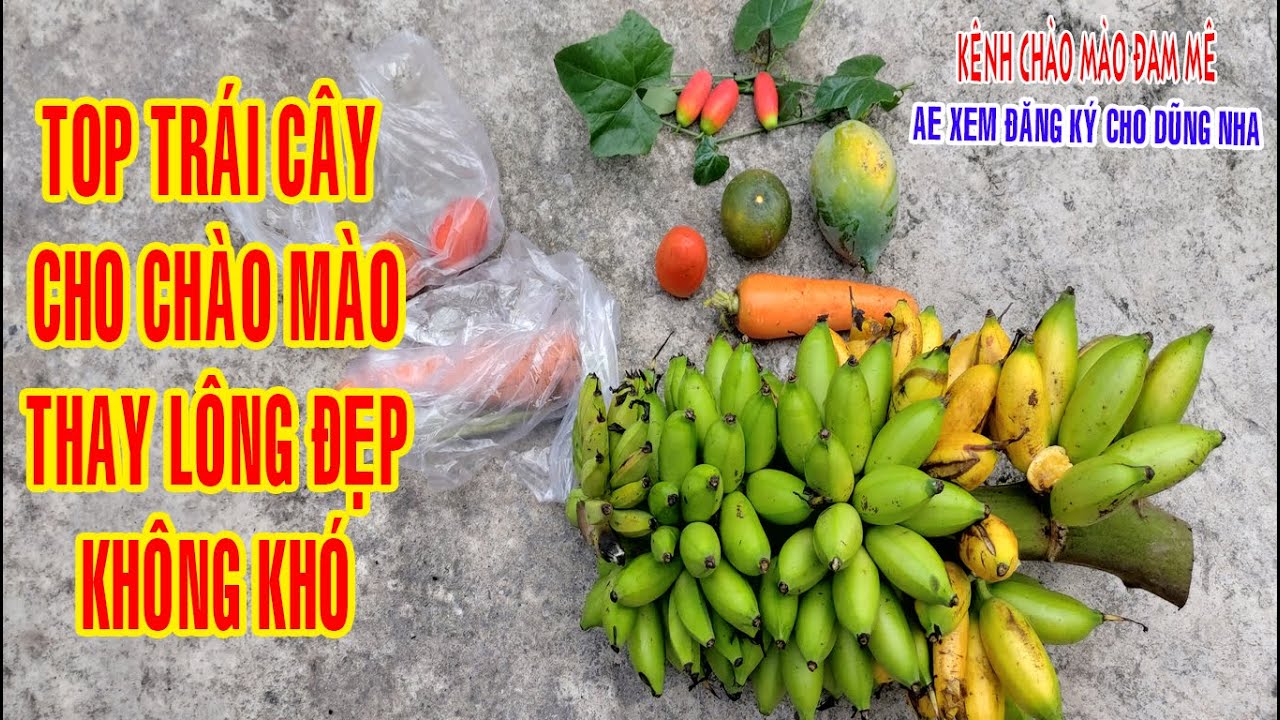 Trái cây tốt nhất cho chào mào trong mùa thay lông