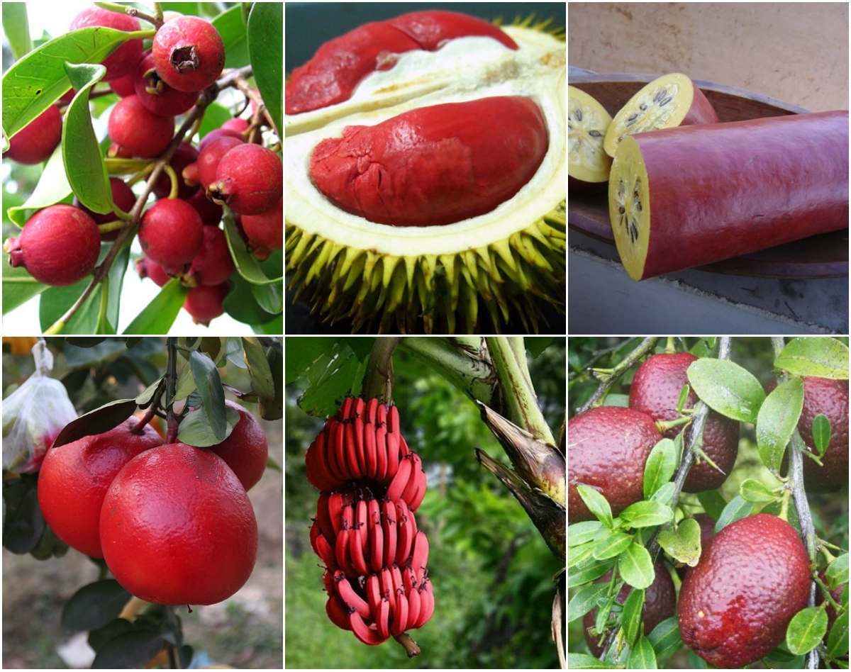 Những Loại Trái Cây Có Vỏ Màu Đỏ Gallery 2