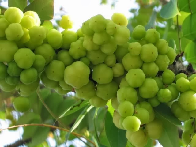 Star Gooseberry: A Comprehensive Guide