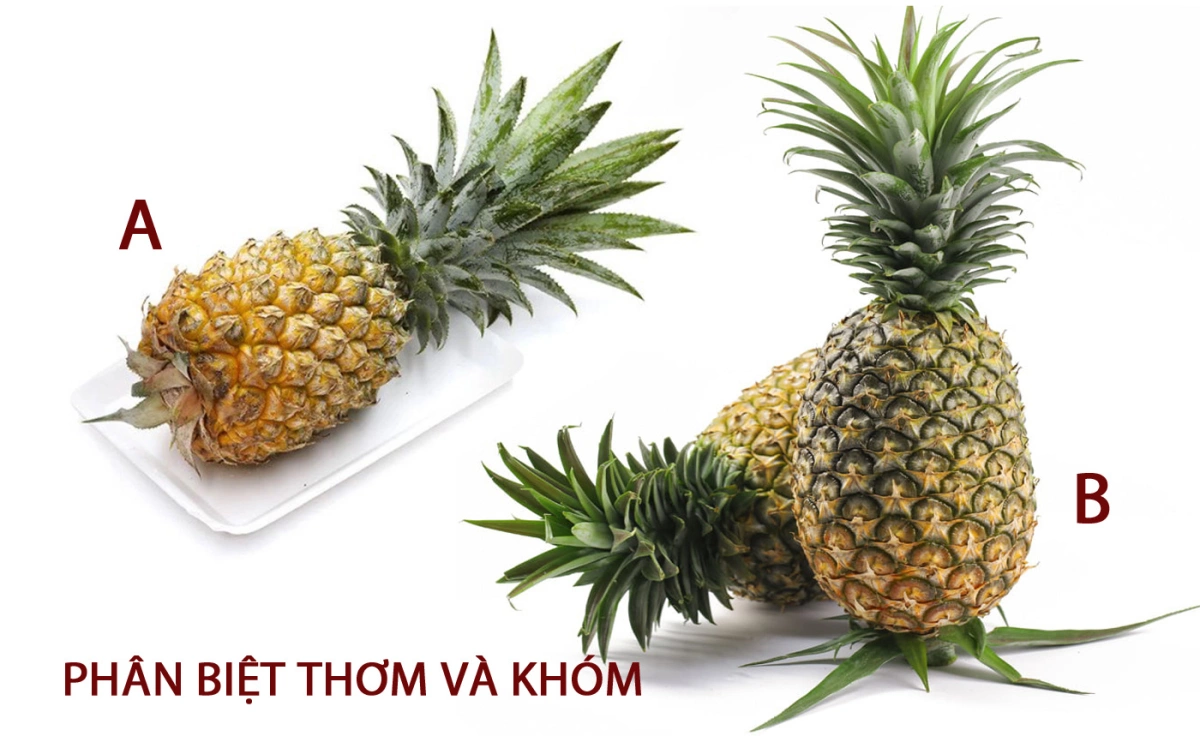 Khám Phá Sự Khác Biệt Giữa Trái Khóm Và Trái Thơm