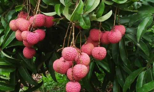Trái Lệ Chi Là Gì?