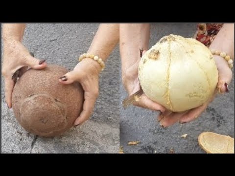 Trái Tha La Ăn Được Không?