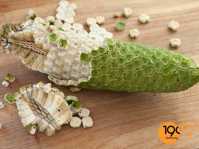 Trầu Bà Nam Mỹ: Hướng Dẫn Trồng Và Chăm Sóc Chi Tiết