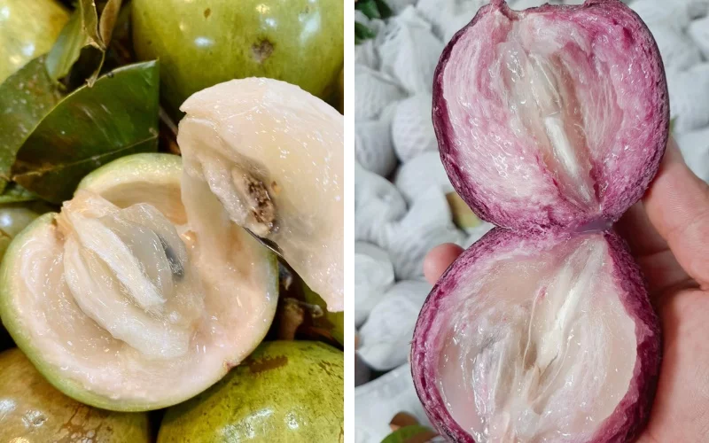 Vietnamese Sapodilla (Vú Sữa): A Sweet and Creamy Delight