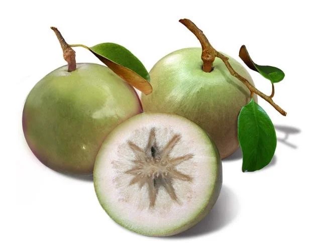 Vietnamese Sapodilla: The Sweetest Fruit You've Never Heard Of