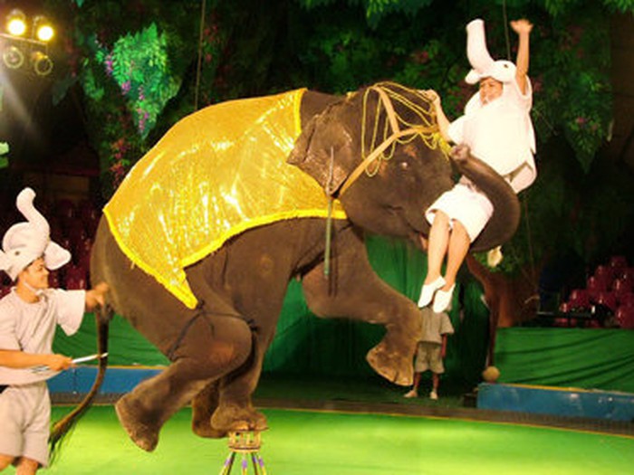 Xiếc thú Việt Nam: Thực trạng, tranh cãi và tương lai Gallery 2