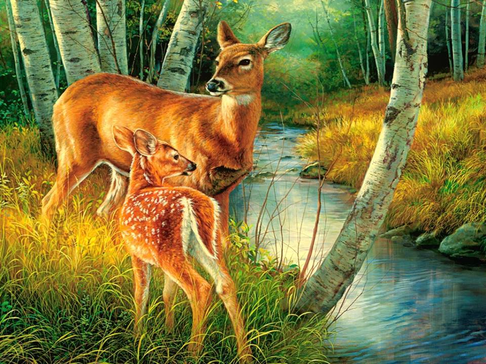 Tranh Vẽ Hươu Nai
