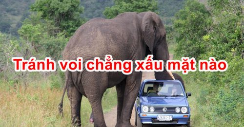 Tránh voi chẳng xấu mặt nào Gallery 2