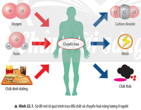 Trao đổi chất và chuyển hóa năng lượng có vai trò quan trọng như thế nào?