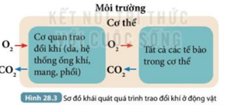 Trao đổi khí có liên quan gì với hô hấp tế bào?