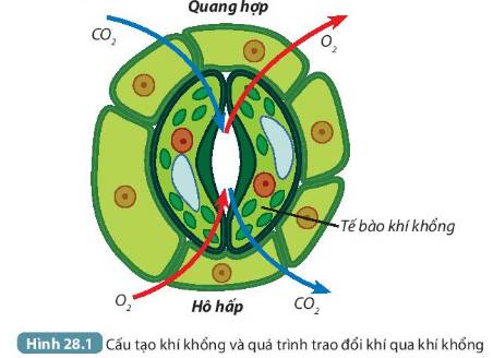 Trao đổi khí có liên quan gì với hô hấp tế bào? Gallery 2