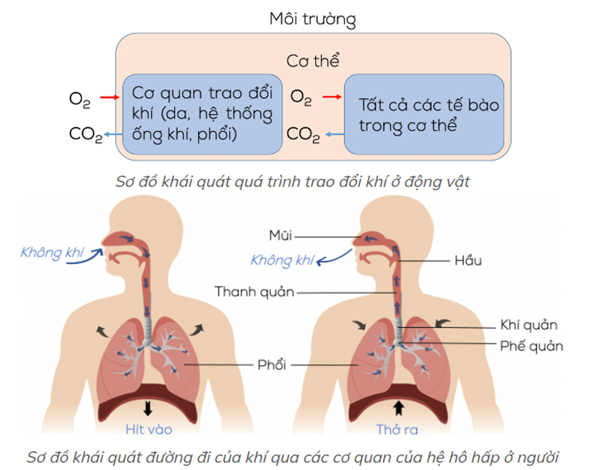 Trao đổi khí ở phổi là quá trình gì?