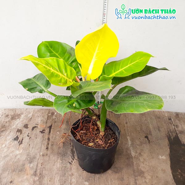 Trầu Bà Đế Vương Vàng