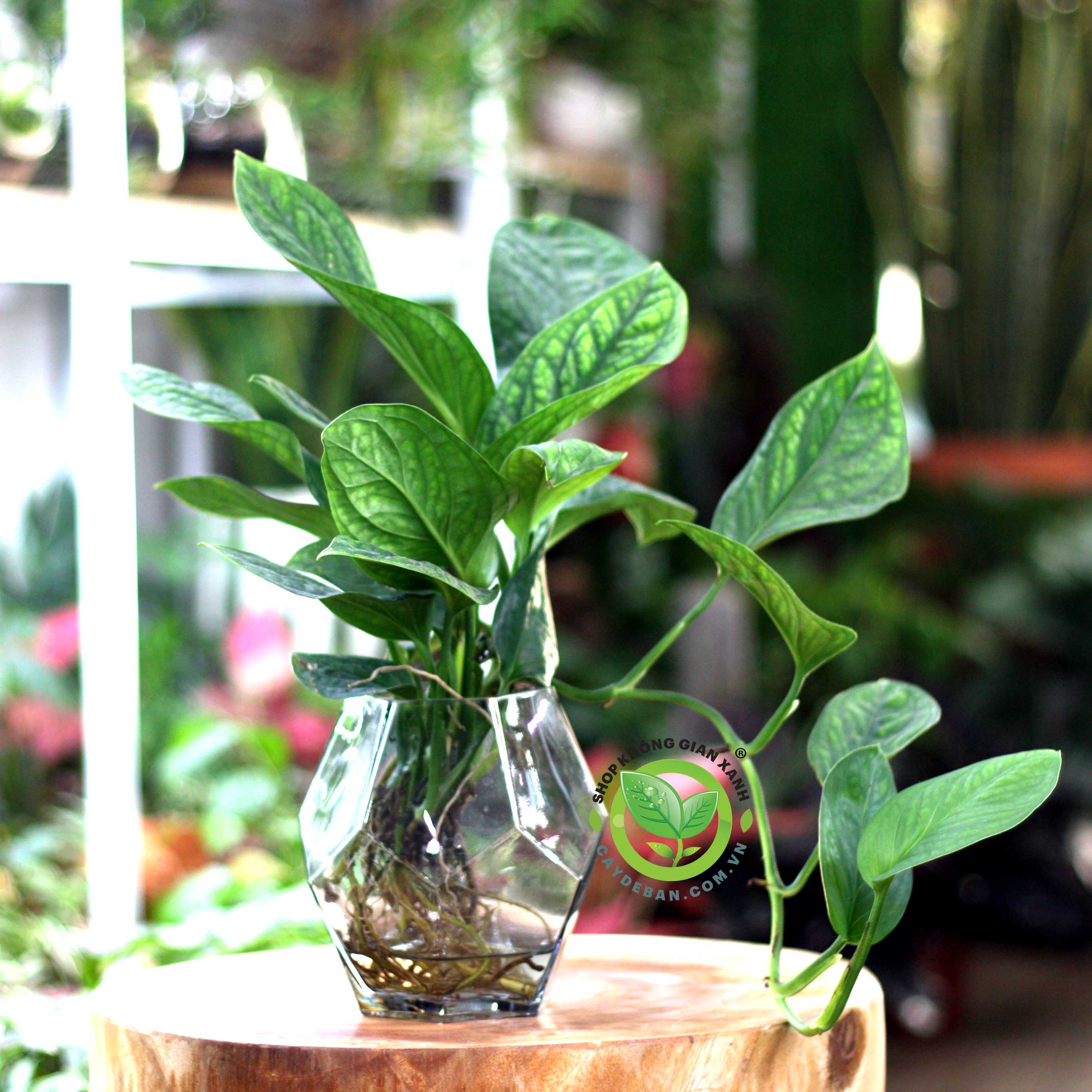 Trầu Bà Hạnh Phúc