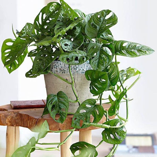 Trầu Bà Lá Lỗ