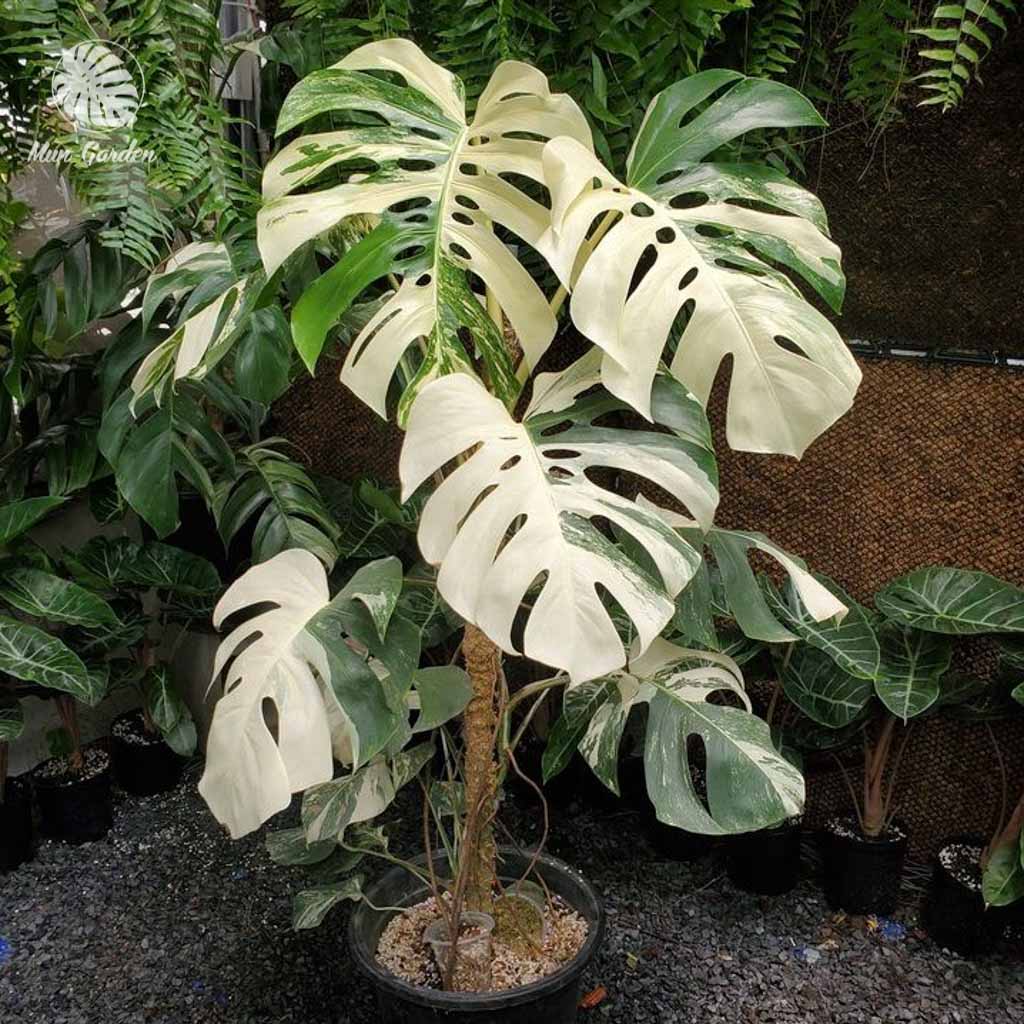 Trầu Bà Nam Mỹ Đột Biến