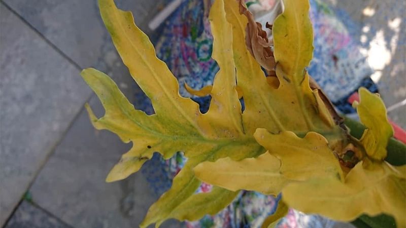 Trầu Bà Thanh Xuân Bị Vàng Lá: Nguyên Nhân và Cách Khắc Phục