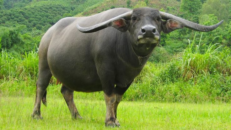 Trâu Mộng Là Gì?