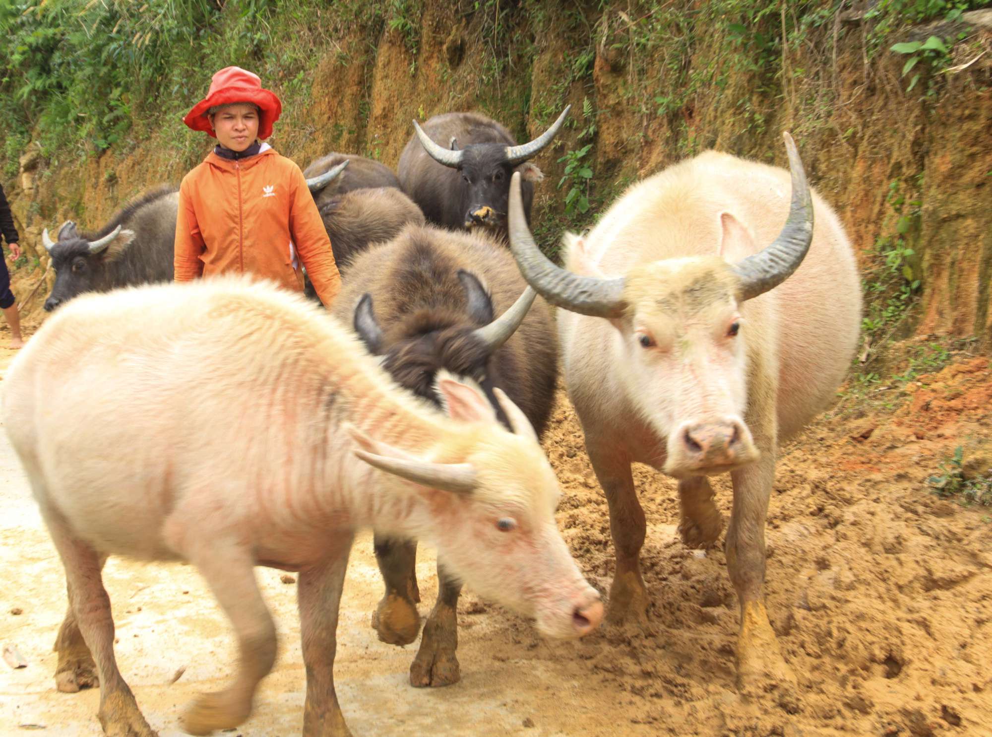 Trâu trắng có ý nghĩa gì?