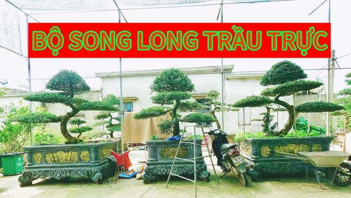 Trầu trực là gì? Tác dụng và cách sử dụng