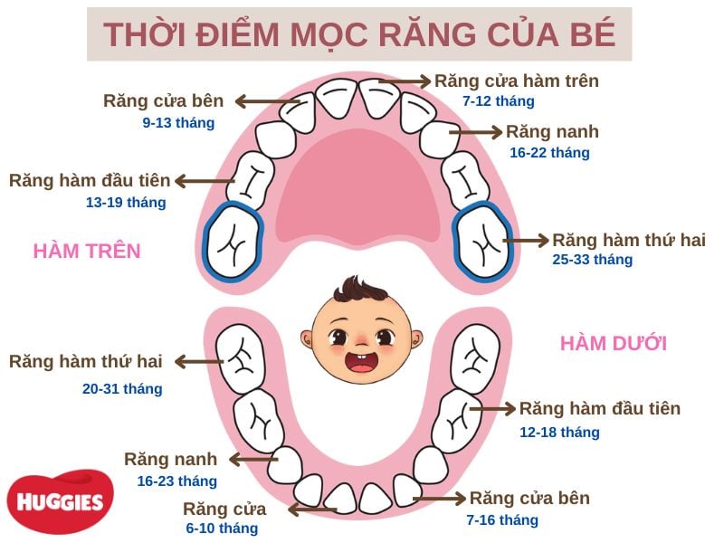 Trẻ Mấy Tháng Bắt Đầu Mọc Răng?