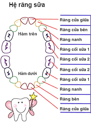 Trẻ Thay Bao Nhiêu Răng Sữa?